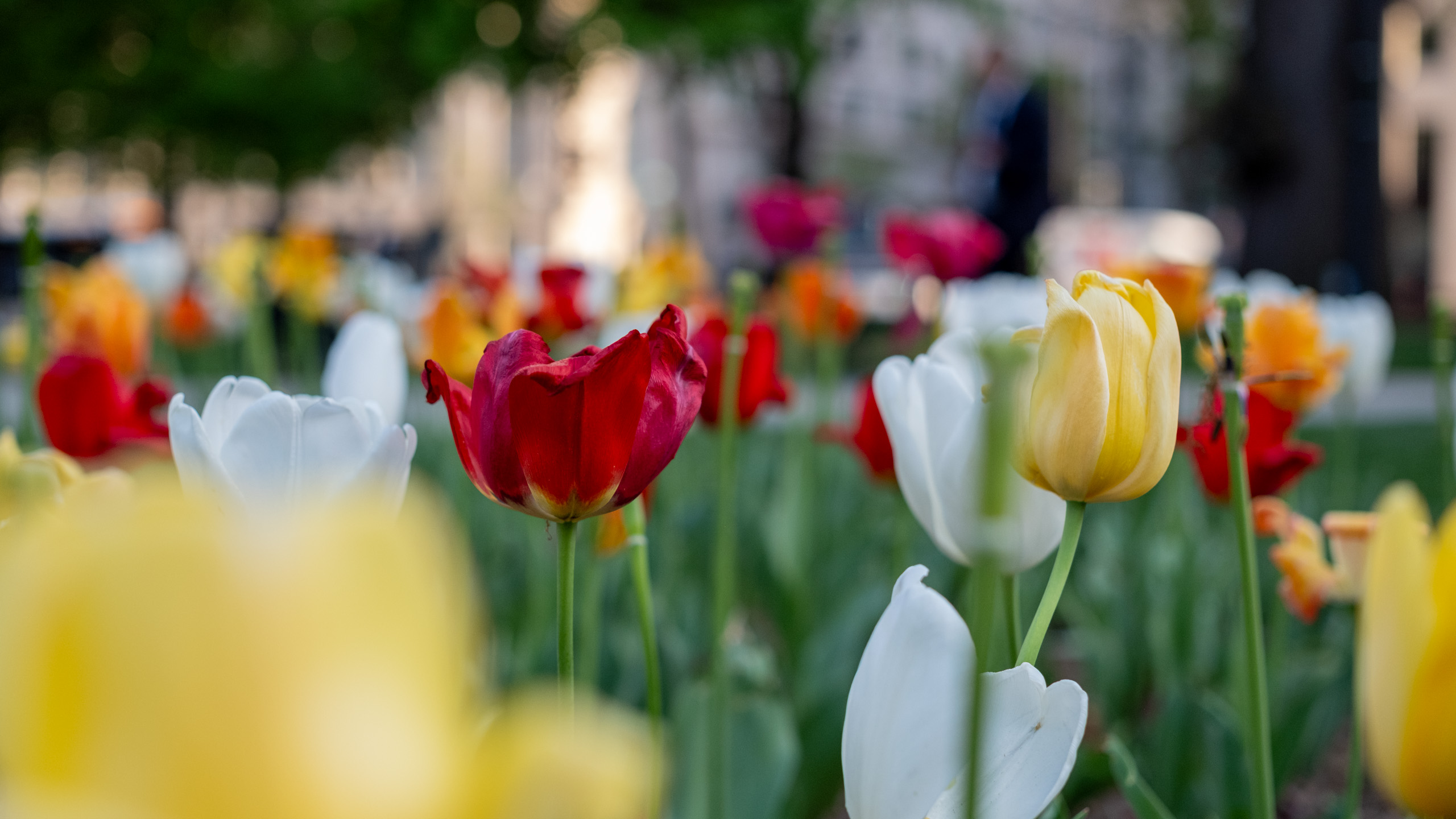 DC Tulips