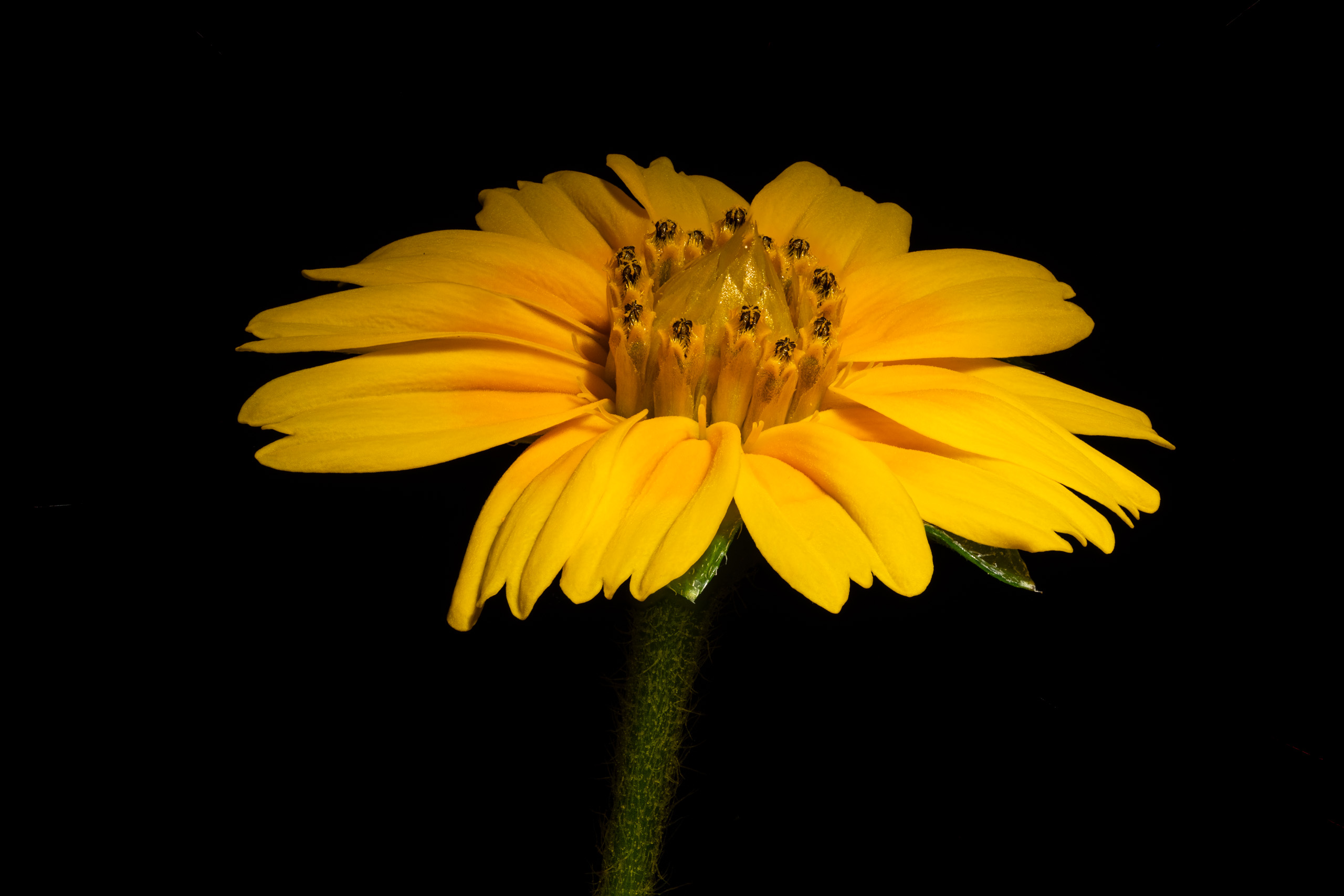 Marigold