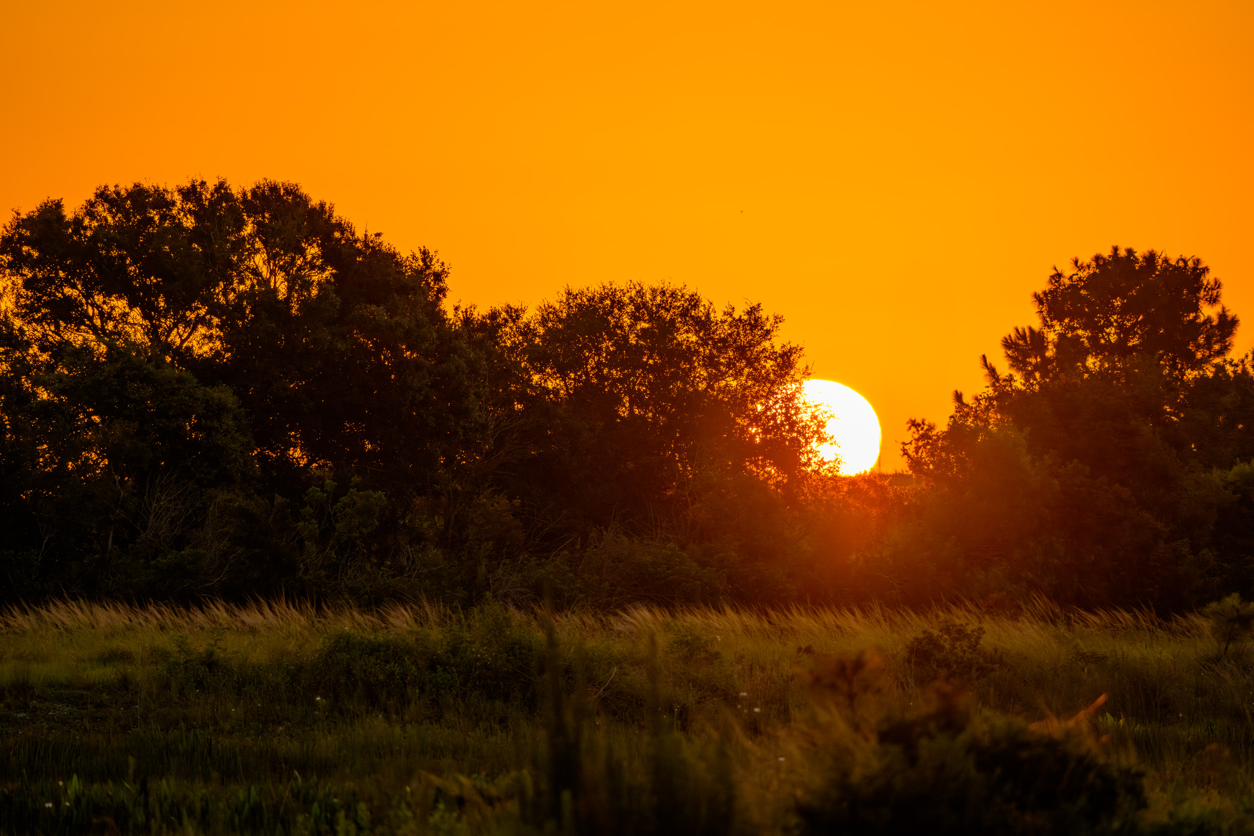 Pinellas Sunrise