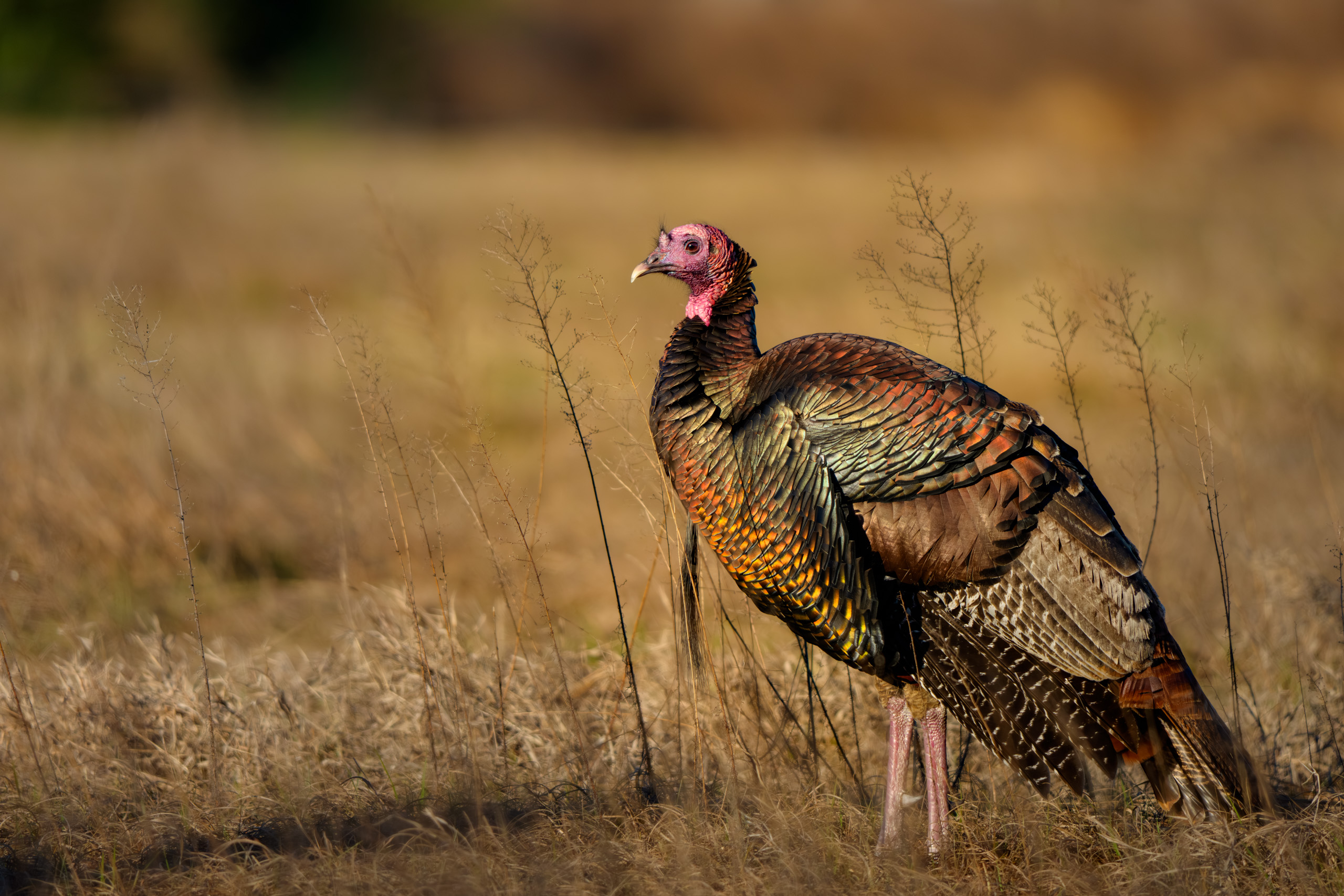 Wild Florida Turkey